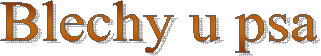 Blechy u psa