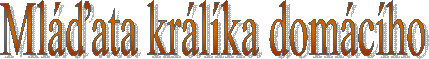 Ml�ďata kr�l�ka dom�c�ho